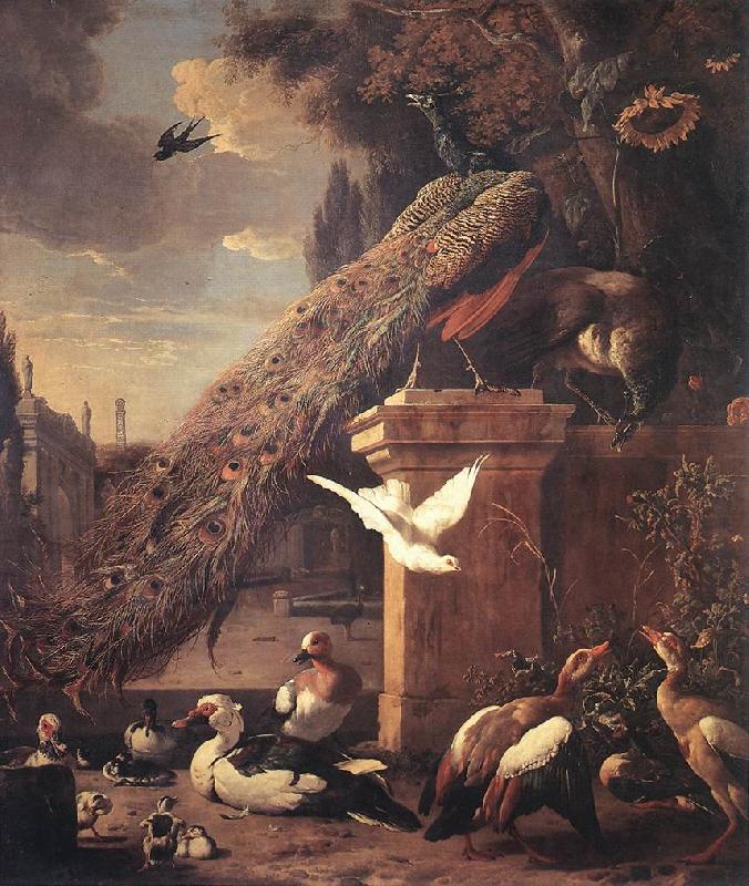 HONDECOETER, Melchior d Peacocks and Ducks sf Germany oil painting art